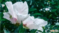 白牡丹花的功效与作用及冲泡 白牡丹花的功效与作用及禁忌