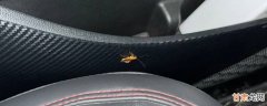 汽车里面有蟑螂会热死吗 汽车里面有蟑螂怎么办