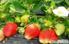 草莓果实发软的原因是什么